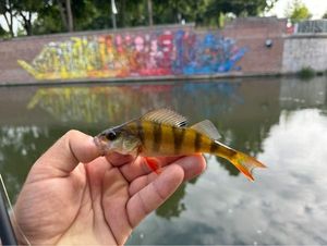 European Perch