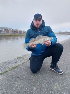 Zander
