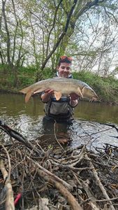 Barbel