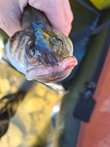 European Bass (Seabass)