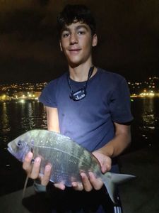 White Seabream