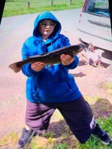 Rainbow Trout