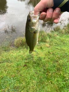 Largemouth Bass