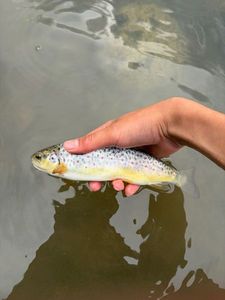 Brown Trout