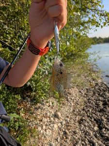 Green Sunfish