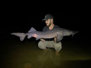 Sturgeon