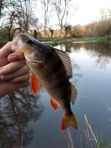 European Perch