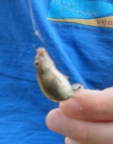 Redear Sunfish