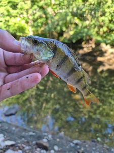 European Perch