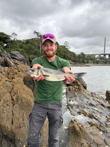 European Bass (Seabass)