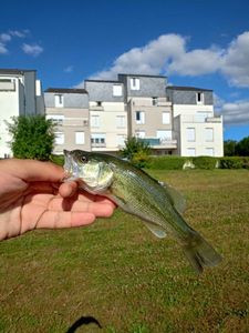Largemouth Bass