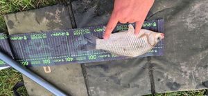 Crucian Carp