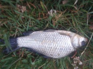 Common Bream