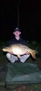Common Carp