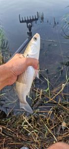 Flathead Grey Mullet