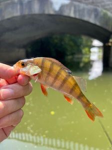 European Perch