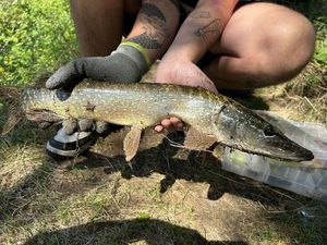 Northern Pike