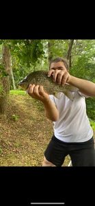 Crucian Carp