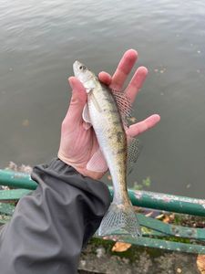 Zander