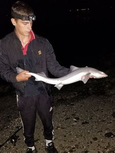Requin-Hâ (Milandre)