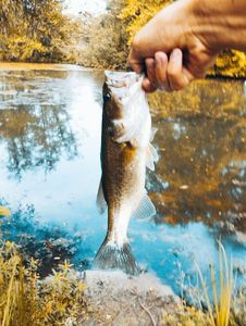 Largemouth Bass