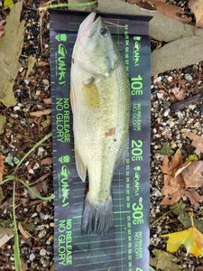 Largemouth Bass