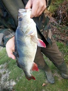 European Perch