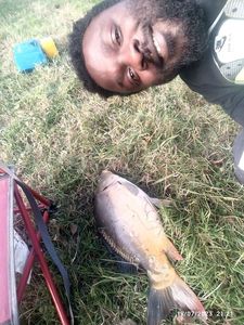 Mirror Carp