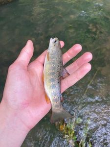 Brown Trout