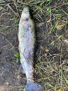 Lake Trout