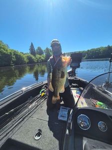 Largemouth Bass