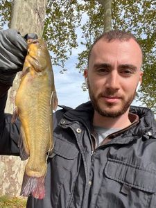 Black Bullhead