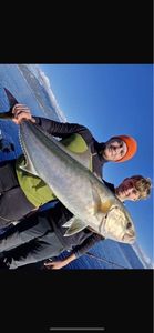Greater Amberjack