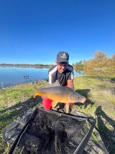 Common Carp