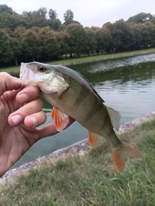 European Perch