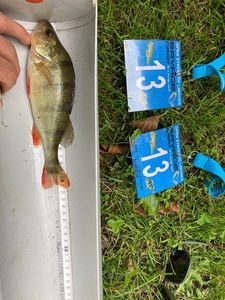 European Perch