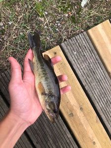 Largemouth Bass