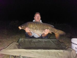 Common Carp