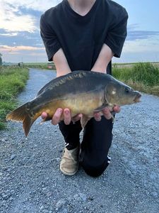 Mirror Carp