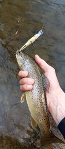 Brown Trout