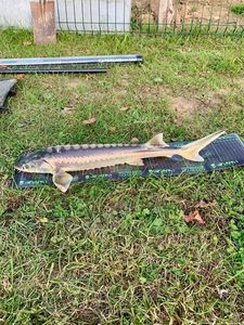 Starry Sturgeon