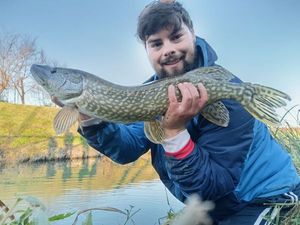 Northern Pike