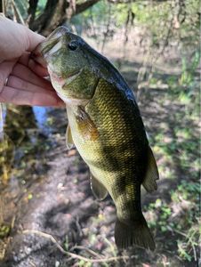 Largemouth Bass