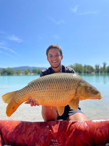 Common Carp