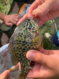 Green Sunfish