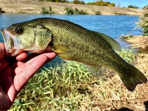 Largemouth Bass