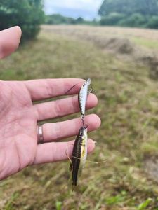 Common Minnow
