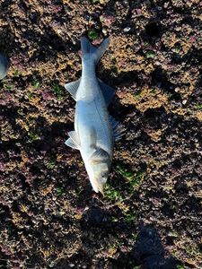 European Bass (Seabass)