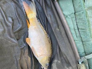 Mirror Carp