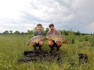Mirror Carp